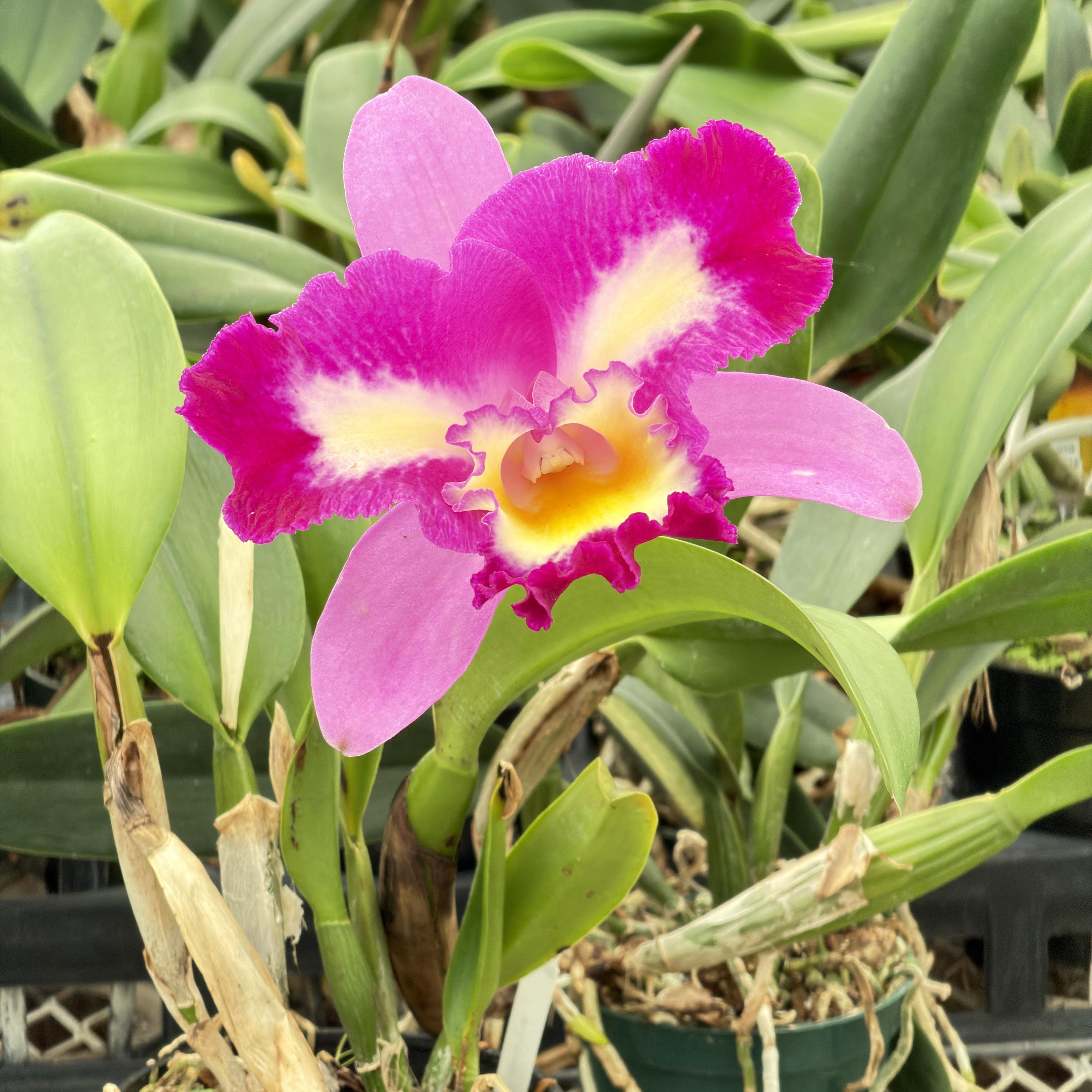 Rlc. Mari’s Song x Rlc. Elegant Danger