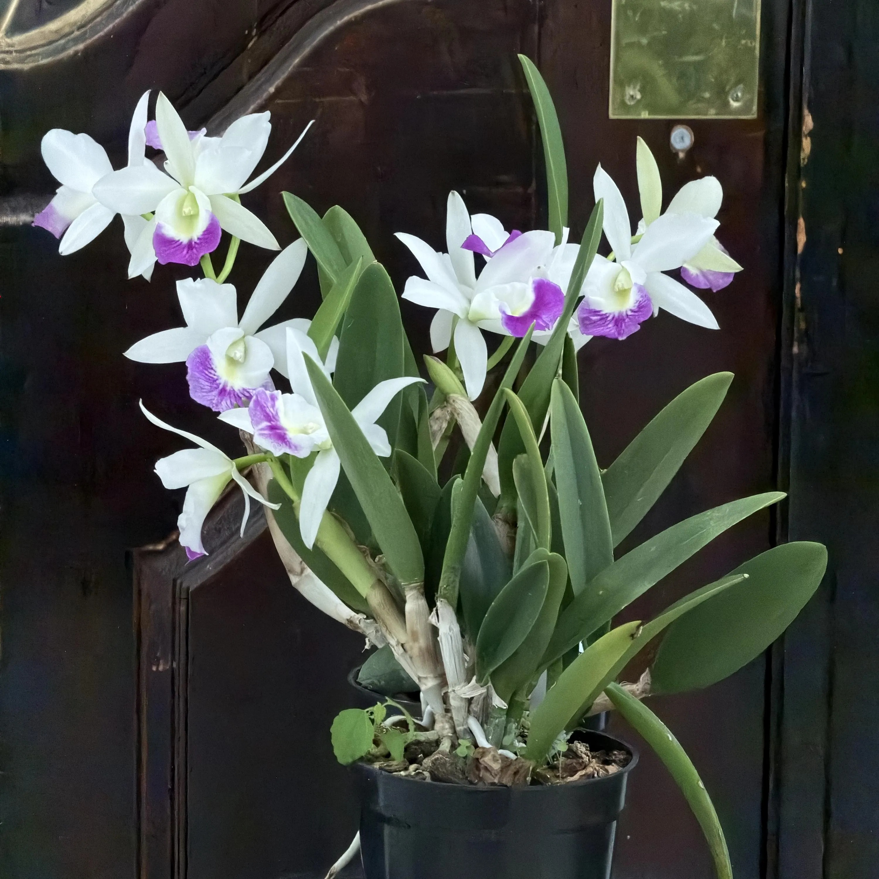 Alternative view of Blc. Hawaii Stars ‘Only One’