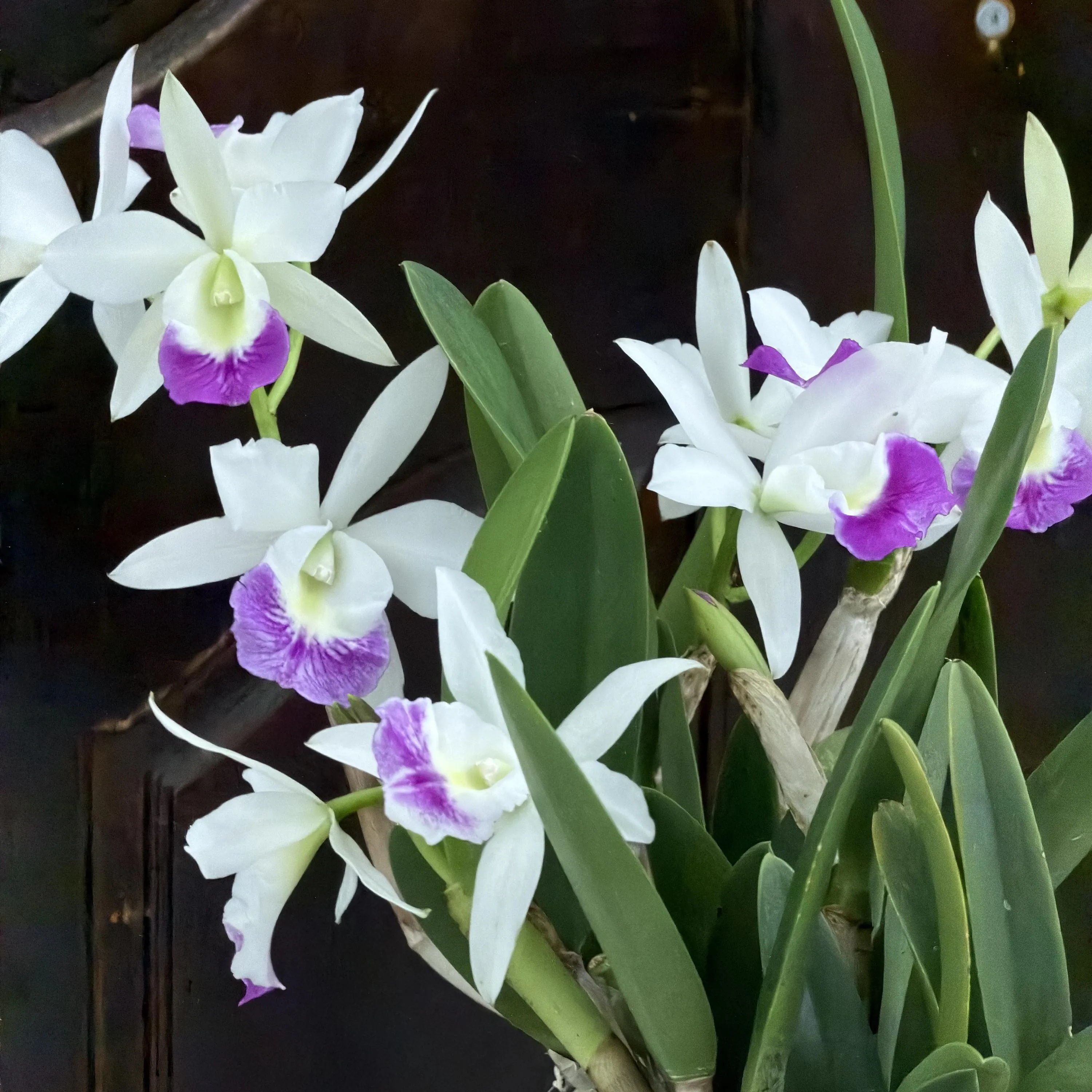 Blc. Hawaii Stars ‘Only One’ - Image 5