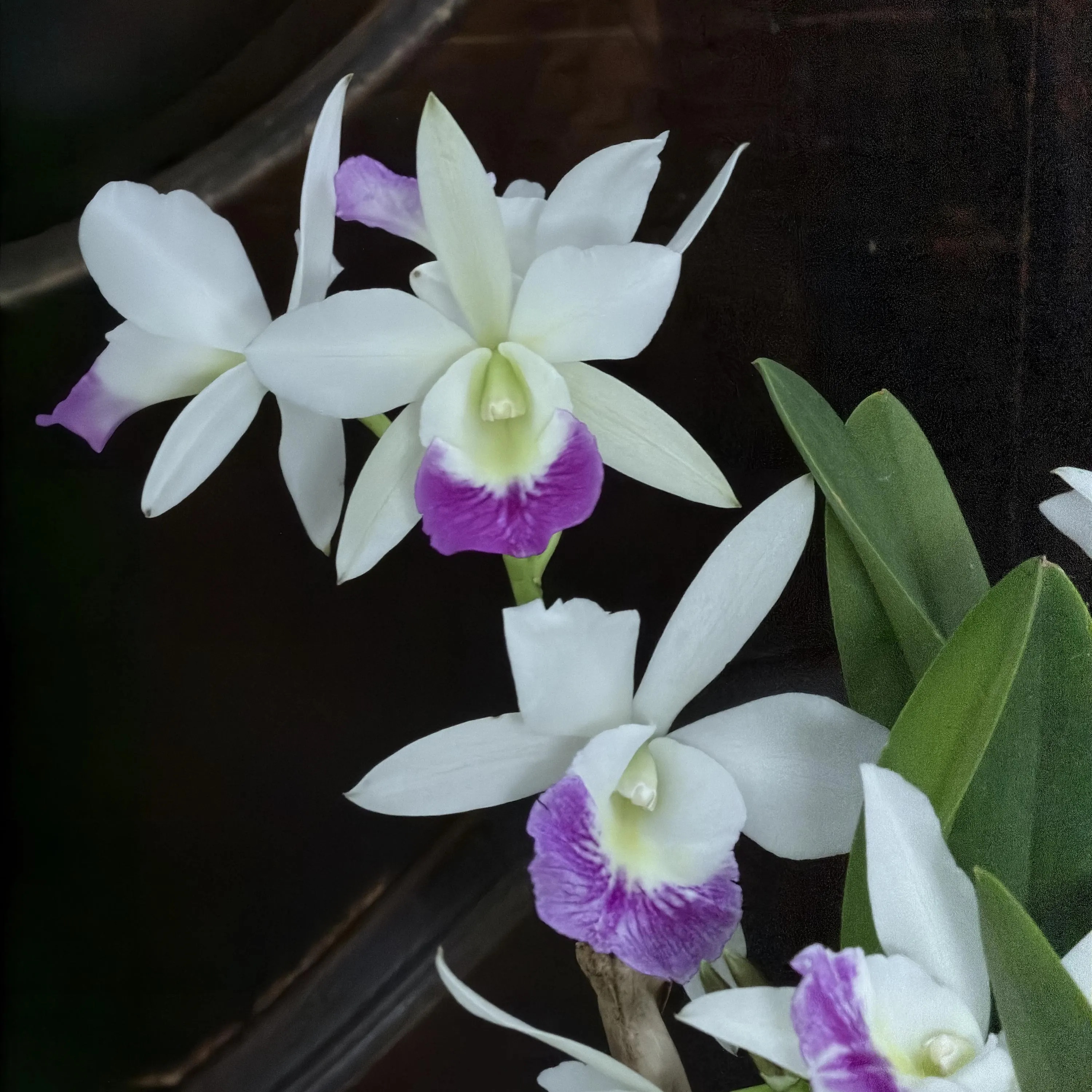 Blc. Hawaii Stars ‘Only One’ - Image 4