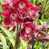 Cymbidium Khan Fury ‘Black Plum’ - Image 3
