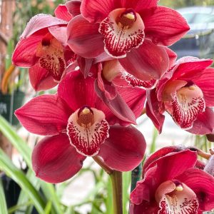 Cymbidium Khan Fury ‘Black Plum’