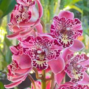 Cymbidium Strathdon ‘Cooksbridge Noel’ AM/RHS