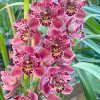 Cymbidium Strathdon ‘Cooksbridge Noel’ AM/RHS - Image 3