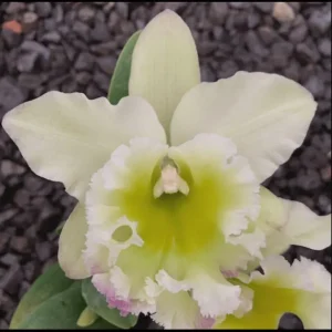 Rlc. Chungfong Apple 'Chief Jade' SM