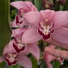 Cymbidium Barrita Whop 'Pink & Dark Lip' - Image 4