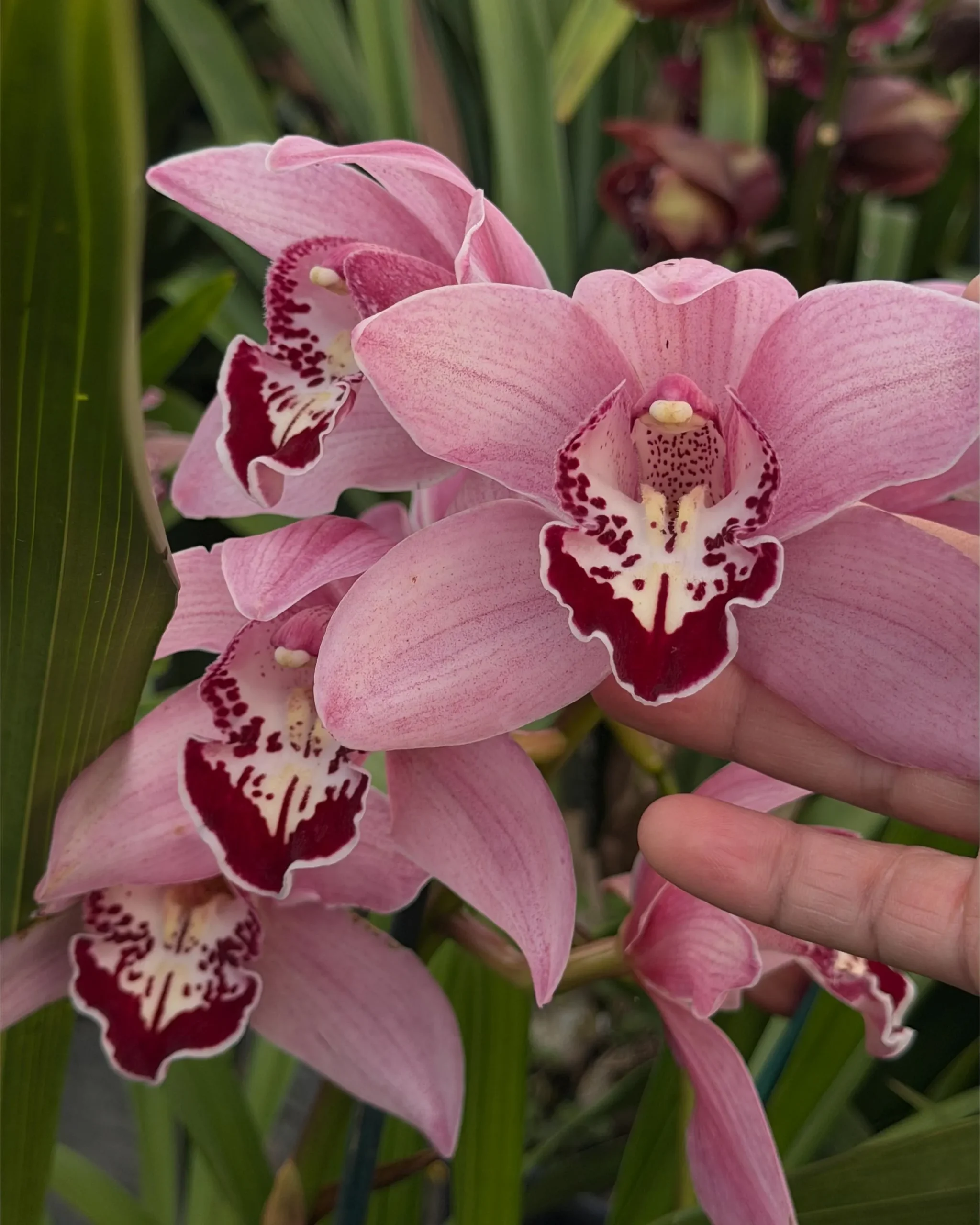 Cymbidium Barrita Whop 'Pink & Dark Lip' - Image 4