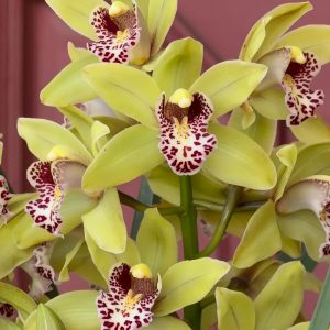 Cymbidium Barrita Unruly 'Grellow 2 spk'