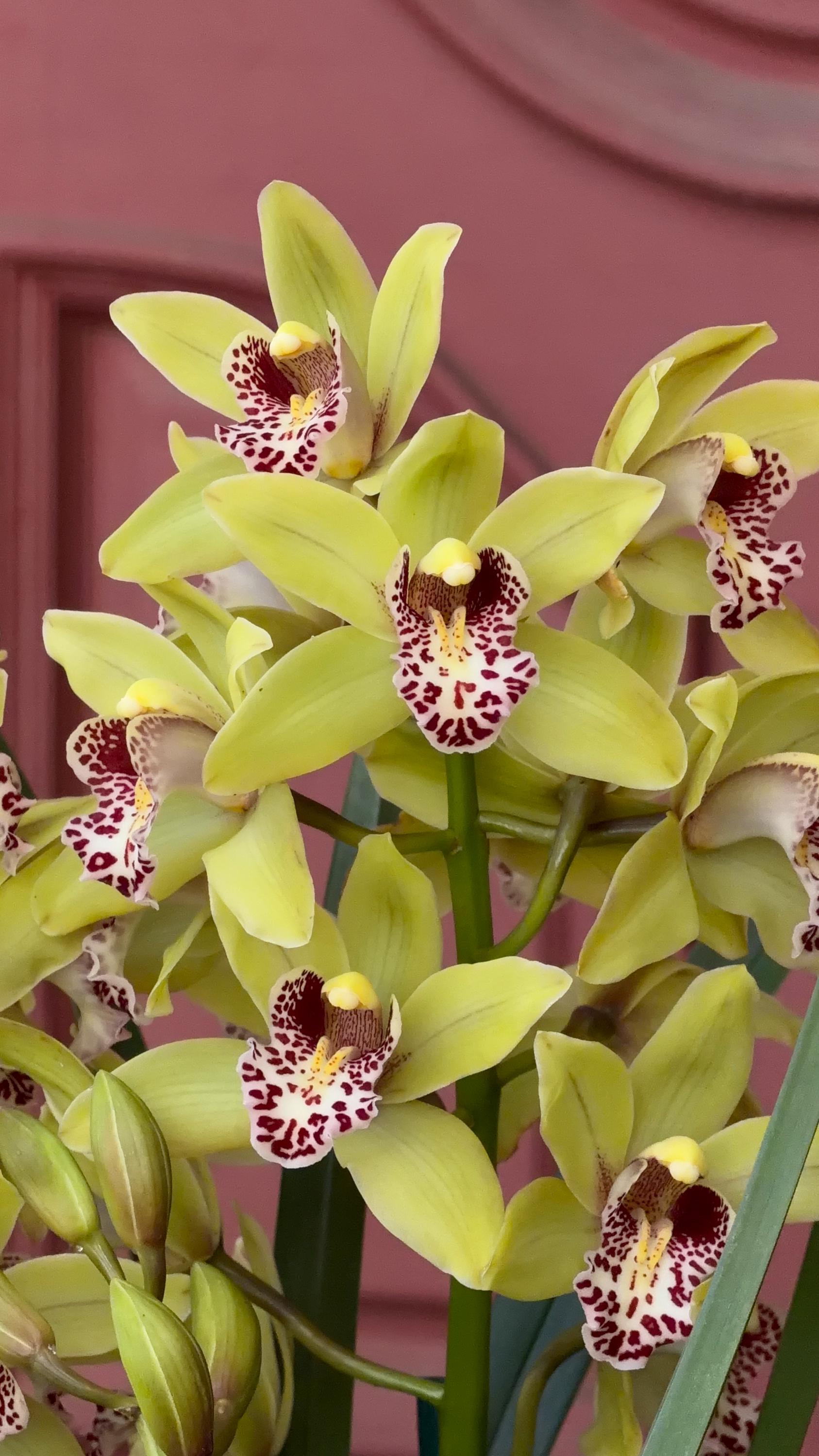 Cymbidium Barrita Unruly 'Grellow 2 spk'