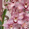 Cymbidium Barrita Quash 'Jessie' - Image 7