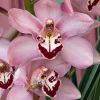 Cymbidium Barrita Quash 'Jessie' - Image 8
