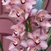 Cymbidium Barrita Quash 'Jessie' - Image 4