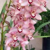 Cymbidium Barrita Quash 'Jessie' - Image 5