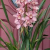 Cymbidium Barrita Quash 'Jessie' - Image 2