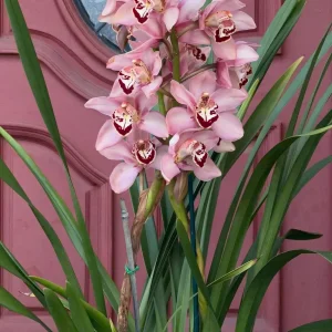 Alternative view of Cymbidium Barrita Quash 'Jessie'
