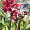 Cymbidium Khan Fury ‘Black Plum’ - Image 8