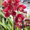 Cymbidium Khan Fury ‘Black Plum’ - Image 9