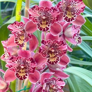 Alternative view of Cymbidium Strathdon ‘Cooksbridge Noel’ AM/RHS