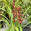 Cymbidium Lancashire Ruby 'Valerie' - Image 5
