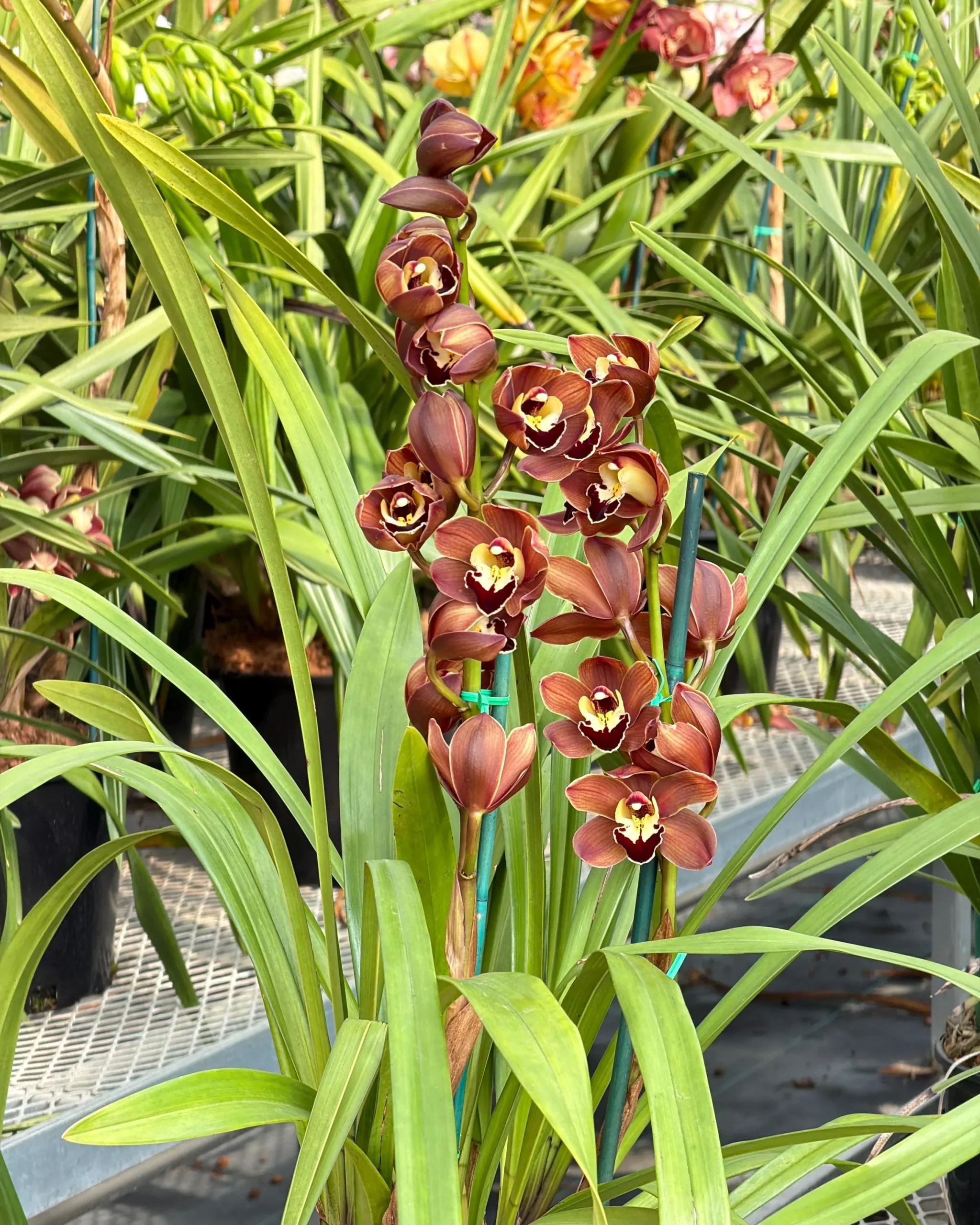 Cymbidium Lancashire Ruby 'Valerie' - Image 5