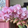 Cymbidium Barrita Whop 'Pink & Dark Lip' - Image 9