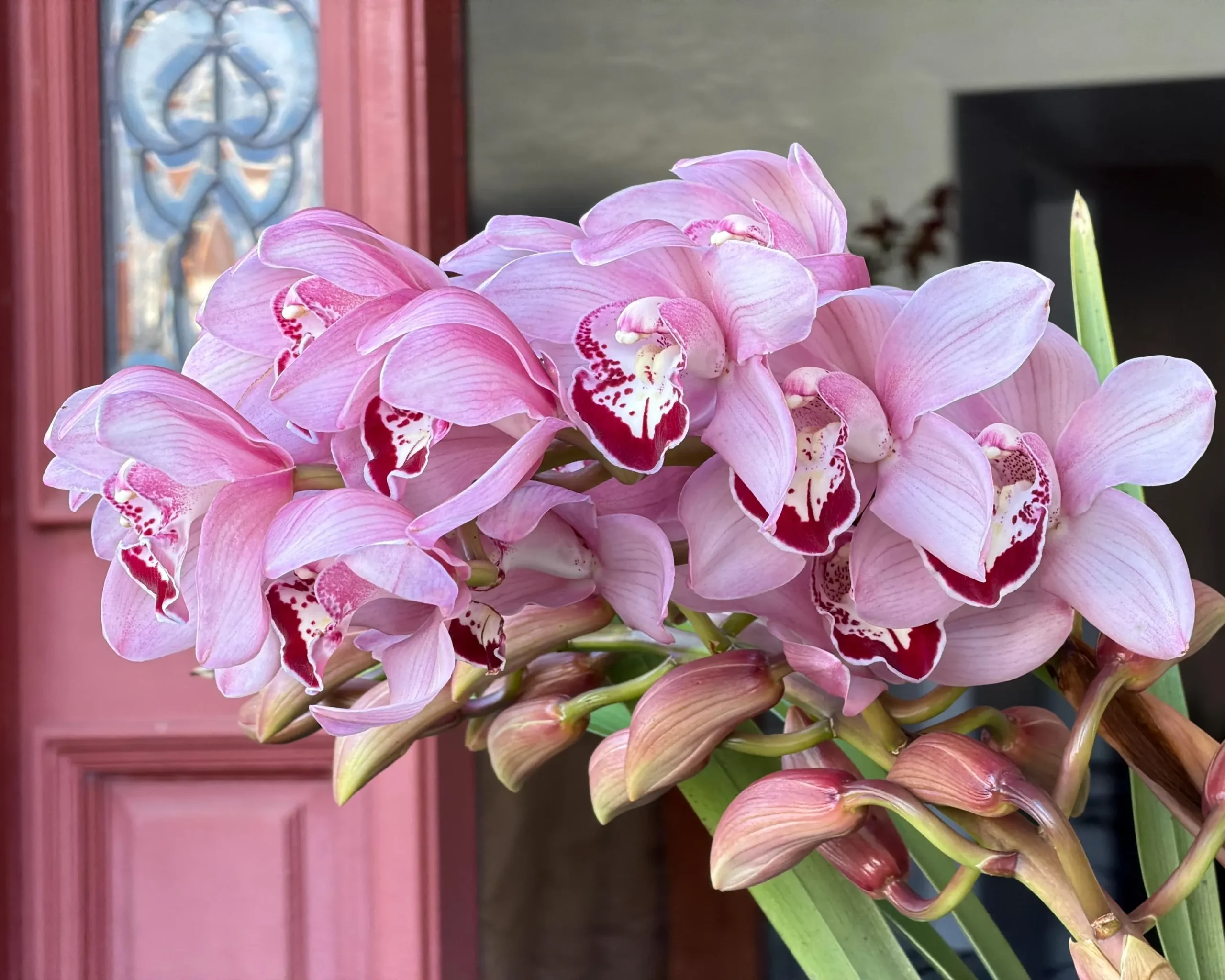 Cymbidium Barrita Whop 'Pink & Dark Lip' - Image 9