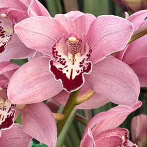 Cymbidium Barrita Whop 'Pink & Dark Lip'