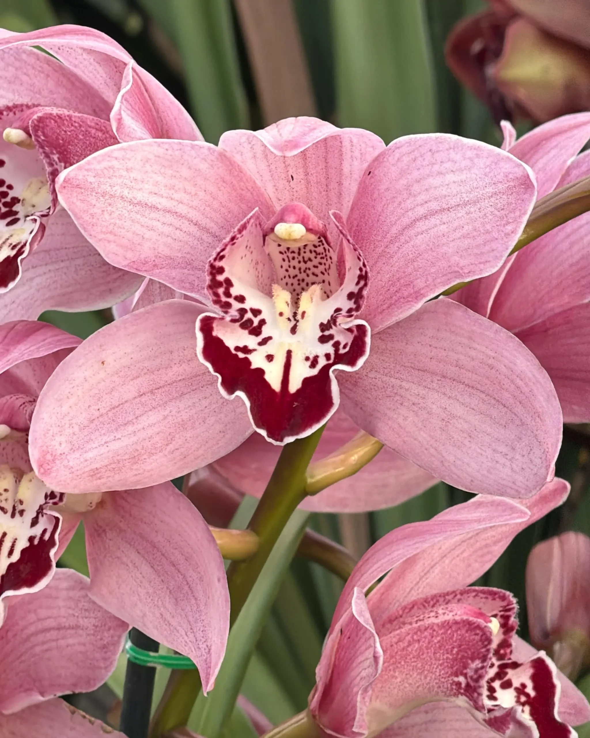Cymbidium Barrita Whop 'Pink & Dark Lip'