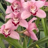Cymbidium Barrita Whop 'Pink & Dark Lip' - Image 3