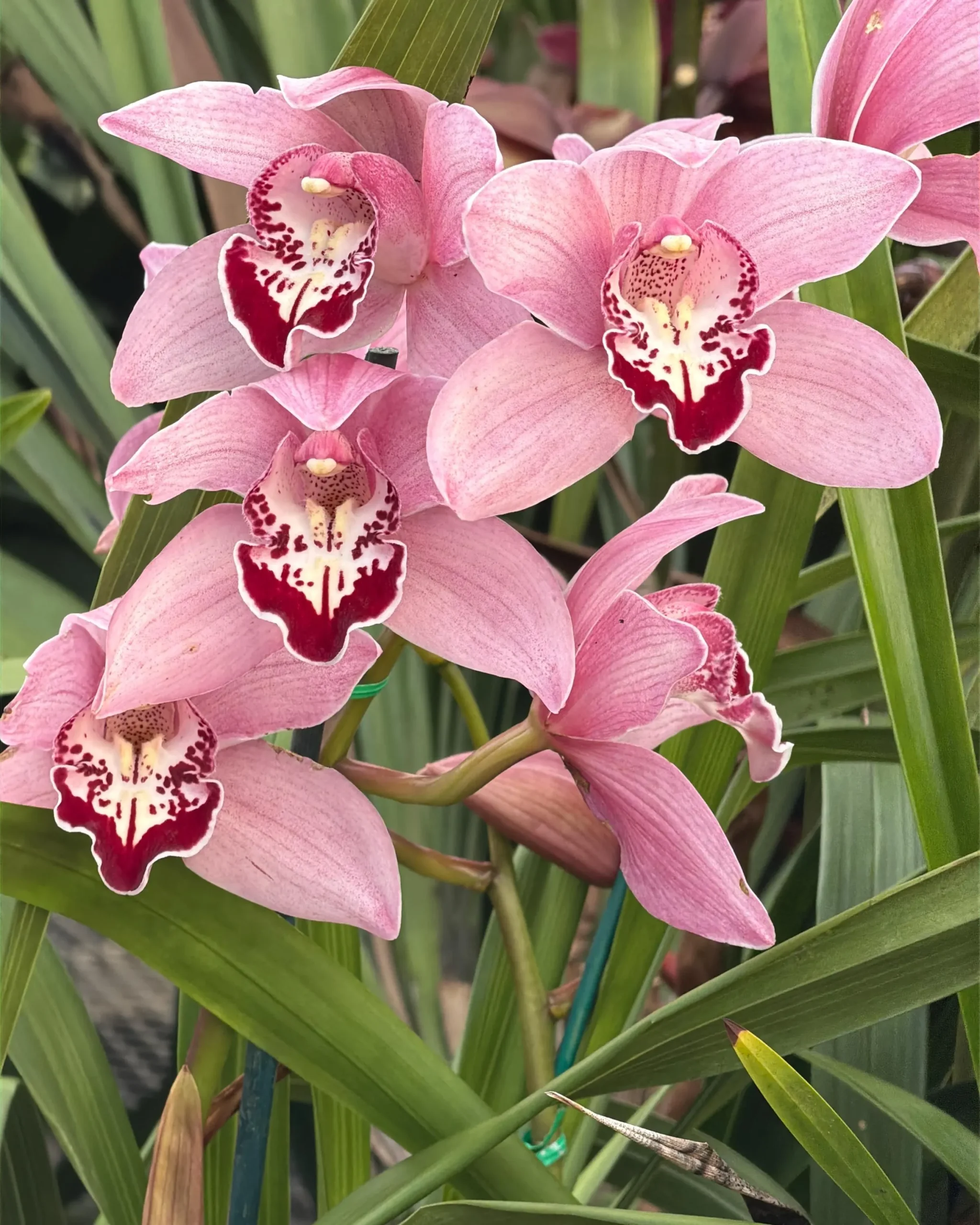 Cymbidium Barrita Whop 'Pink & Dark Lip' - Image 3