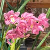 Cymbidium Kulnura Florid 'Bright Pink' - Image 3