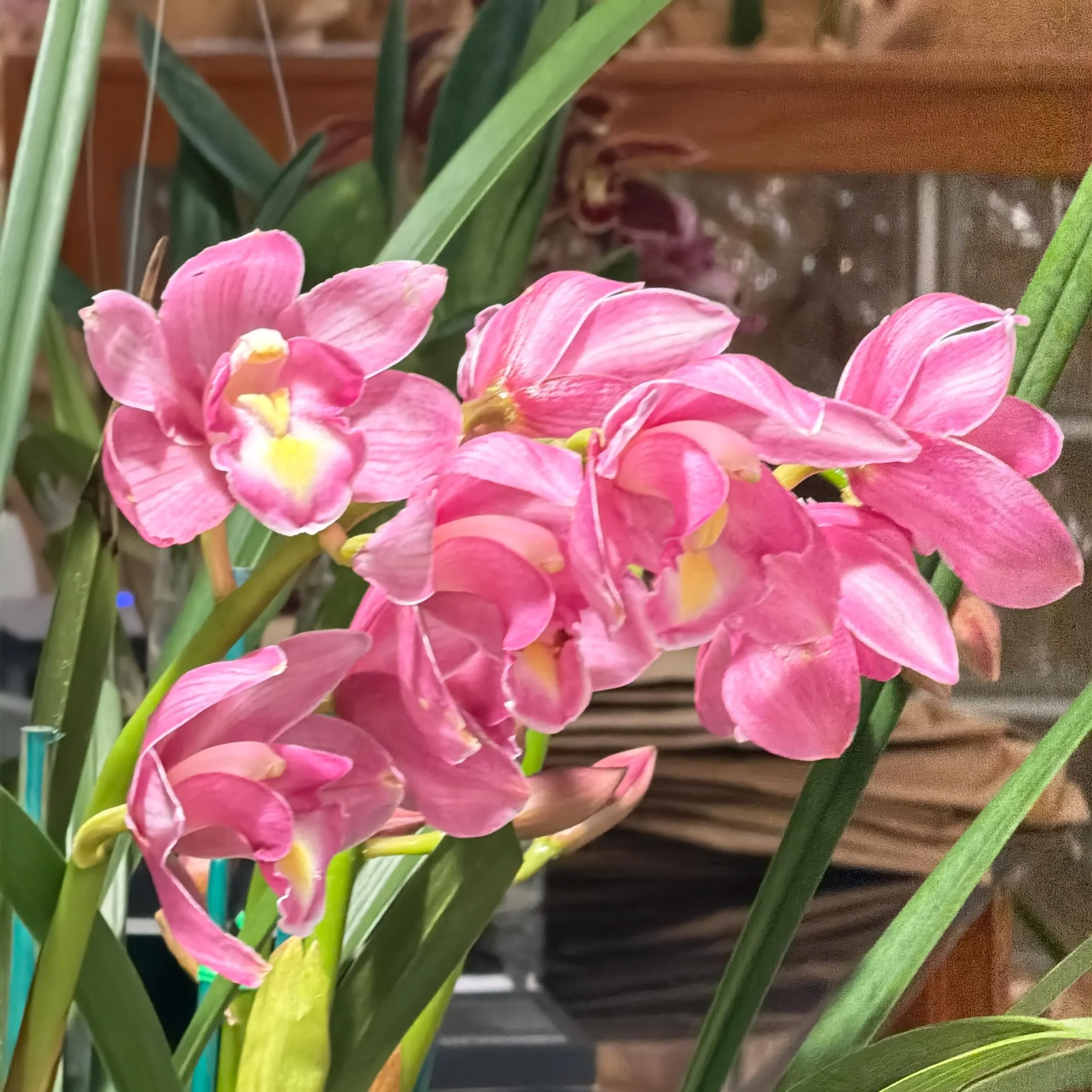 Cymbidium Kulnura Florid 'Bright Pink' - Image 3