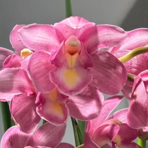 Cymbidium Kulnura Florid 'Bright Pink'