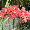 Cymbidium Barrita Toffee ‘Copper Red’ - Image 6