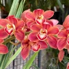 Cymbidium Barrita Toffee ‘Copper Red’ - Image 5