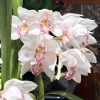 Cymbidium Barrita Nimbus 'Star Light' - Image 5