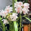 Cymbidium Barrita Nimbus 'Star Light' - Image 4