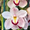 Cymbidium Barrita Patriot 'Dianne' - Image 5