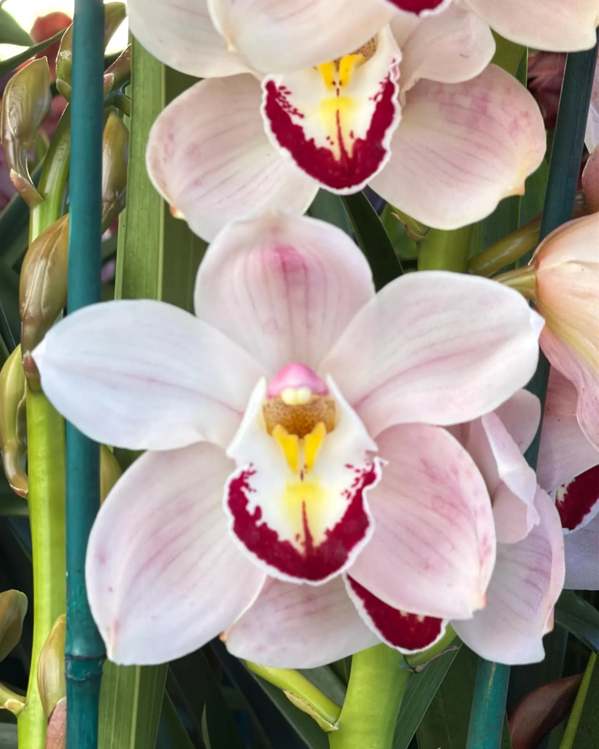 Cymbidium Barrita Patriot 'Dianne' - Image 5