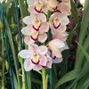 Cymbidium Barrita Patriot 'Dianne' - Image 4