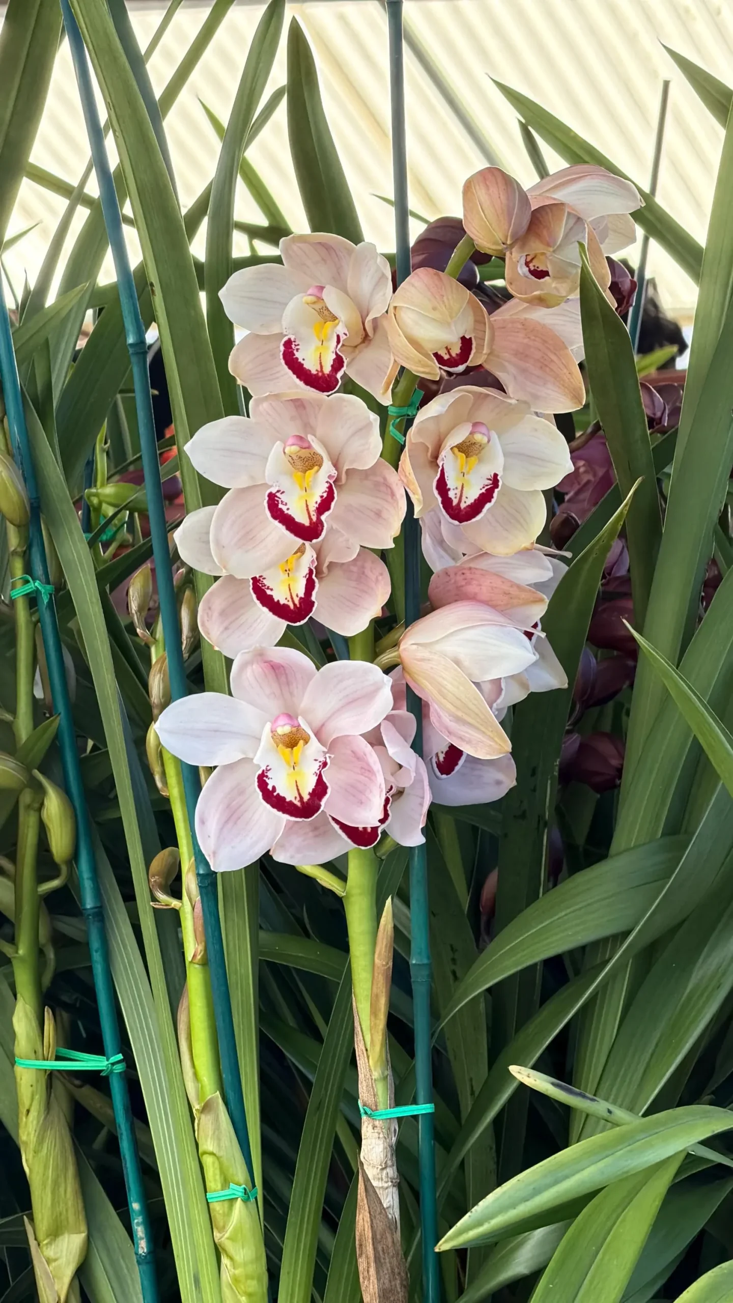 Cymbidium Barrita Patriot 'Dianne' - Image 4