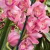 Cymbidium Kulnura Florid '2 Spike Pink' - Image 4