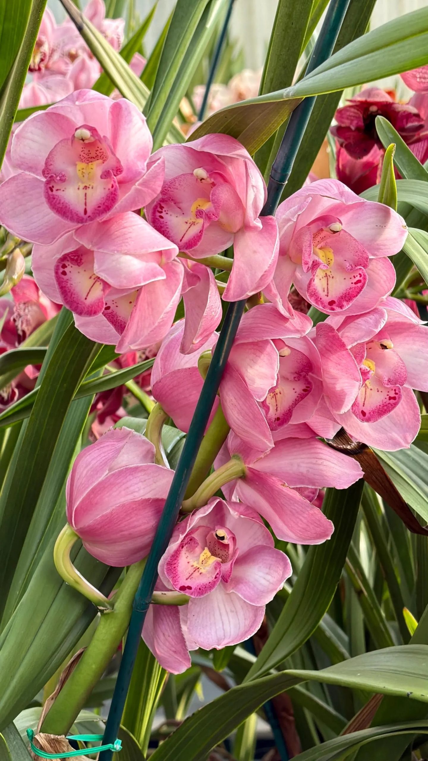 Cymbidium Kulnura Florid '2 Spike Pink' - Image 4
