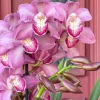 Cymbidium Barrita Nous 'Pink 2 spk' - Image 6
