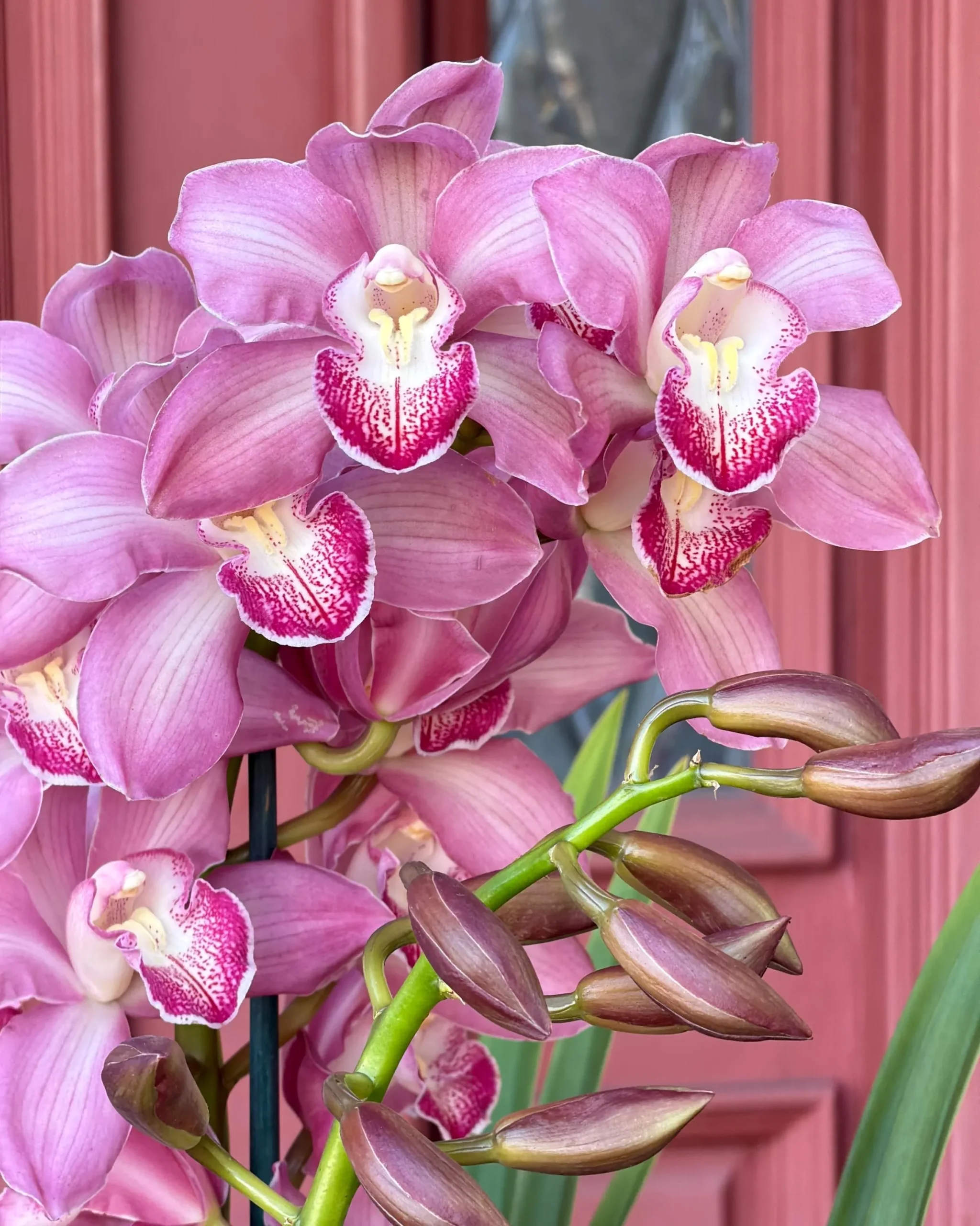 Cymbidium Barrita Nous 'Pink 2 spk' - Image 6