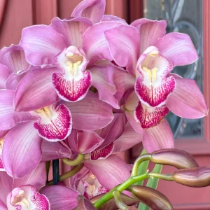 Cymbidium Barrita Nous 'Pink 2 spk'