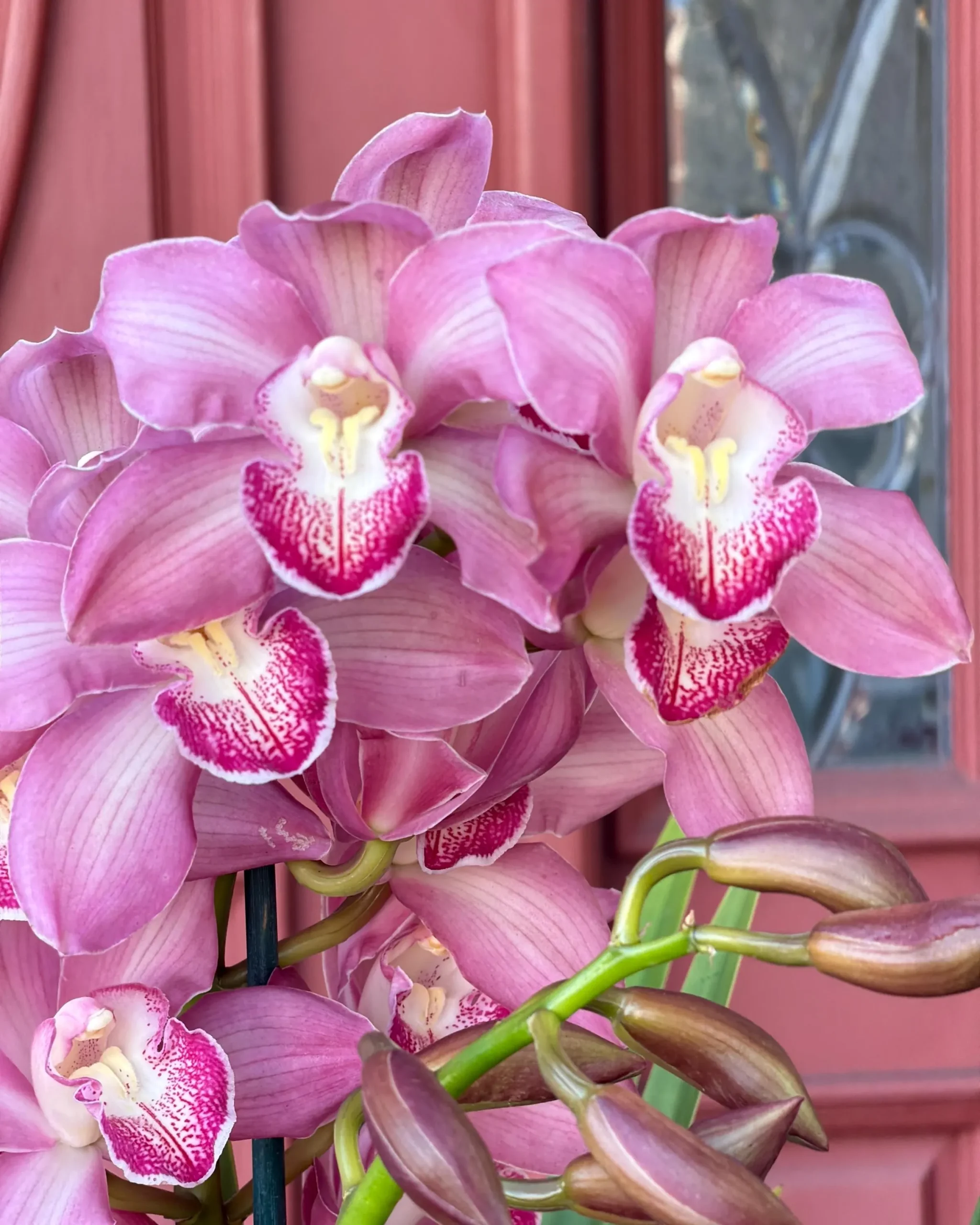 Cymbidium Barrita Nous 'Pink 2 spk'