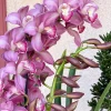 Cymbidium Barrita Nous 'Pink 2 spk' - Image 2