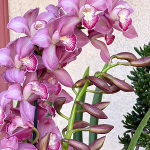 Alternative view of Cymbidium Barrita Nous 'Pink 2 spk'