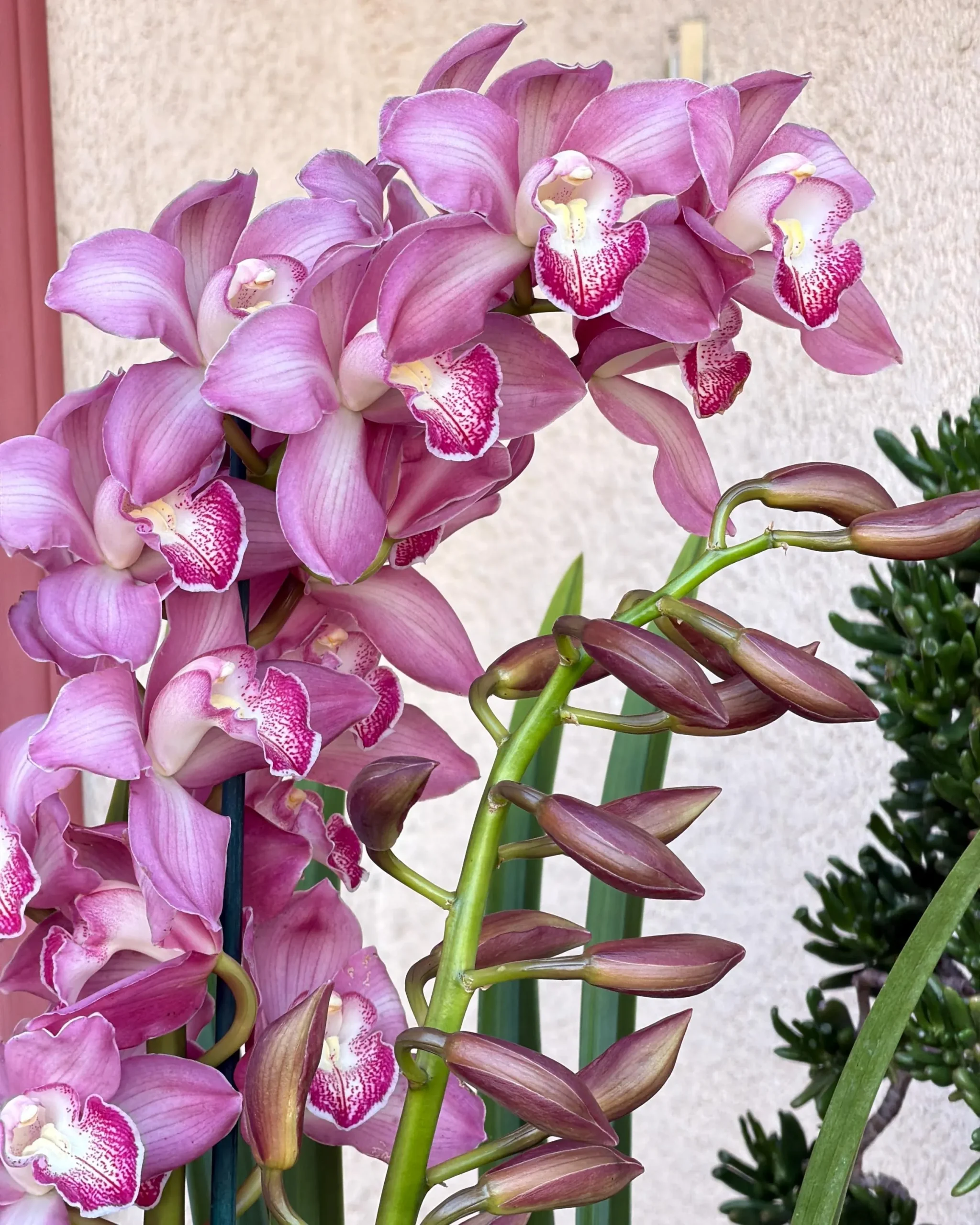 Cymbidium Barrita Nous 'Pink 2 spk' - Image 2